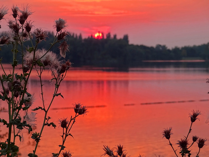 sunset, thistle, lake, sky, red, forest, evening
