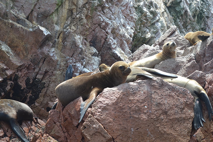 coast, animal, aquatic