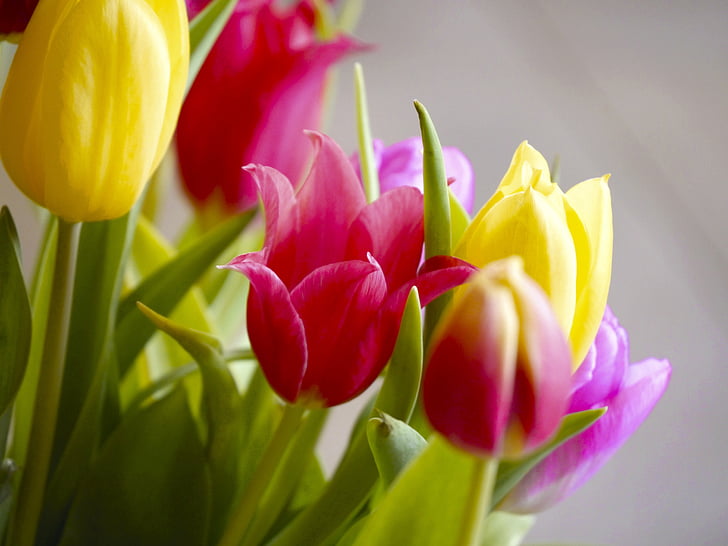 tulipanes, ramo de la, ramo de tulipán, Gobierno Federal, primavera, floración, flores