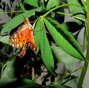 sommerfugl, Monarch, leddyr, metamorfose, betyr, miljø, insekt