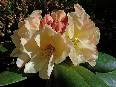 Rhododendron, kvety, makro, Záhrada, Príroda, rastliny, lístkov