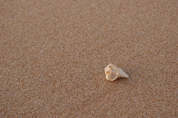 beach, conch, sand, summer, costa, sea, nature