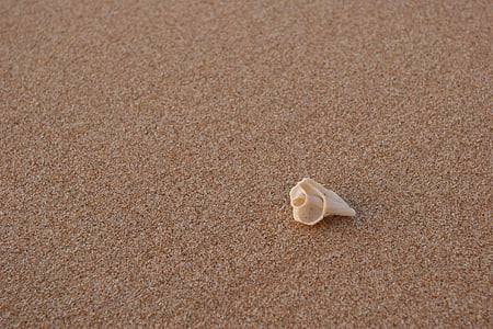 plage, conque, sable, été, Costa, mer, nature