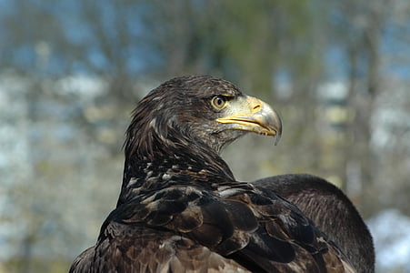 Eagle 3, burung raptor, mengamati