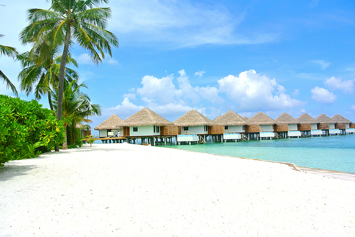 maldives, beach, coconut, white sand, resort, holiday, vocation
