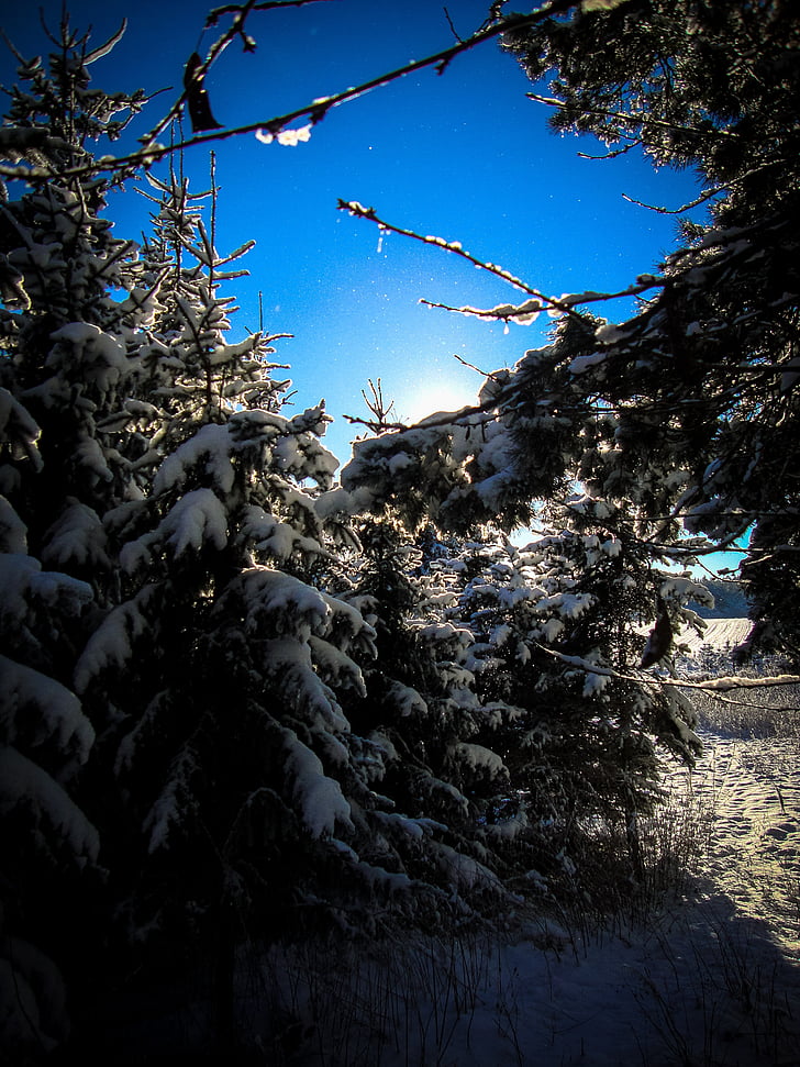 rừng, linh sam, mùa đông, ánh sáng, cây thông kim, cảnh quan, tuyết