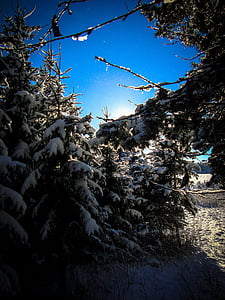 forest, firs, winter, light, pine needles, landscape, snow