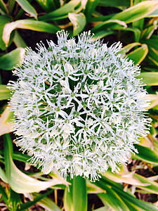 Allium giganteum, Branco, flor, flor, flor, cebola ornamental, Allium