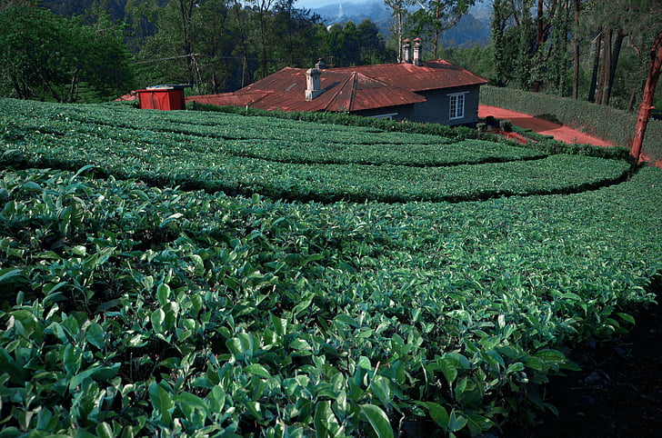 arbatos lapeliai, arbatos sode, Pietų Indija, sodiniai, žemės ūkis, lauko, organinių