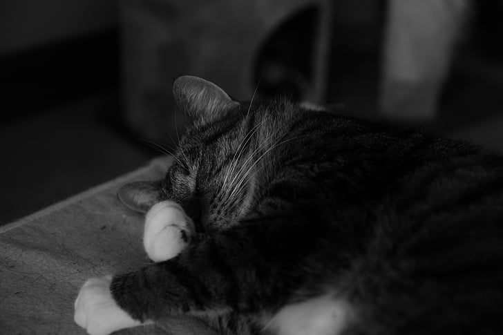 chat, sommeil, animal domestique, animal, NAP