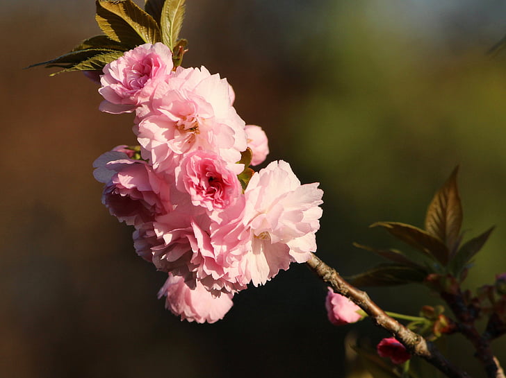 kwanzan cherry blossoms, kvitnúce strom, ružové kvety, Kvetinová, rastliny, prírodné, kvet