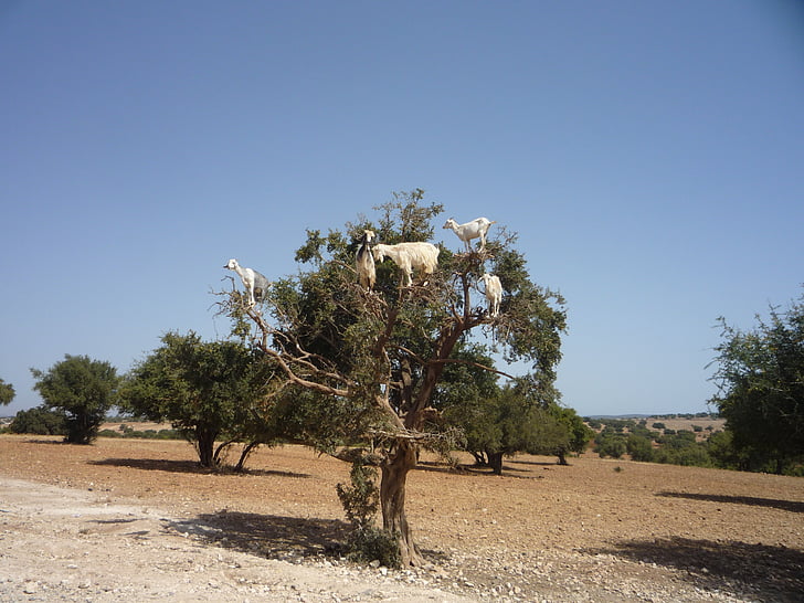 Argano, Marokas, ožkos, medis