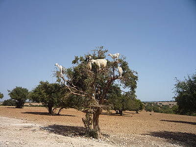 Argan, Maroko, kambing, pohon