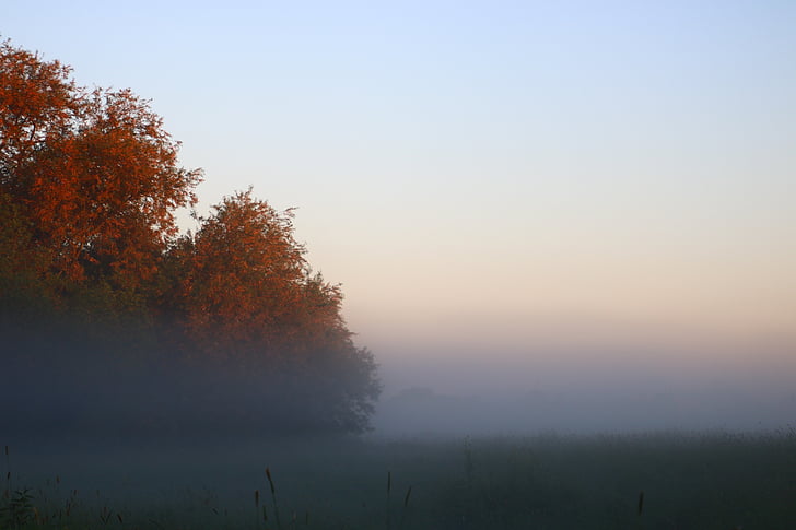morgenstimmung, tåge, solopgang, natur, humør, morgendisen, tåge bank