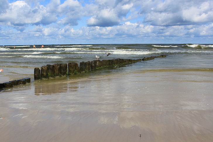 ūdens, jūra, Baltijas jūrā, daba, kaija, debesis, krasta