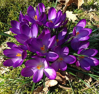 Crocus, bunga musim semi, bunga, ungu, musim semi, Bunga Umbi, Paskah