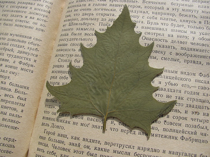 herbarij, list, lišće, knjiga, jesen