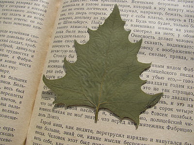 herbarium, sheet, leaves, book, autumn