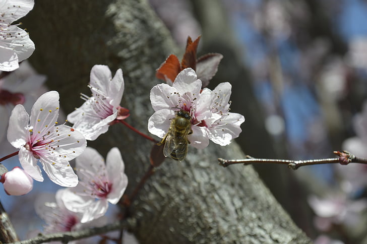 Bite, putekšņu, apputeksnēšana, puķe, apputeksnēt, dzeltena, kukainis