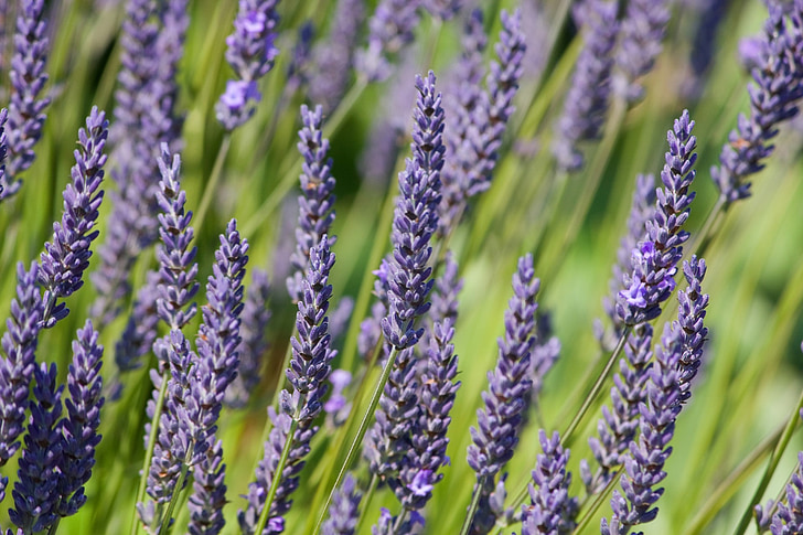 lavender, flowers, background, wallpaper, plant, bush, close-up