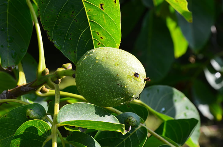 walnut, green, nut, fruit, walnut tree, maturation