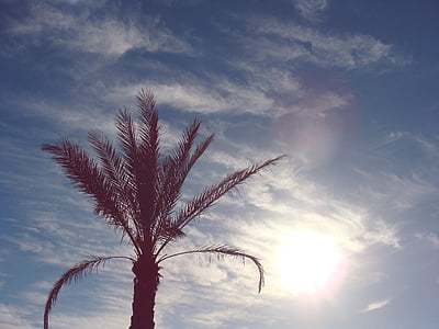 clouds, palm tree, sky, sun, sunny, nature, tree