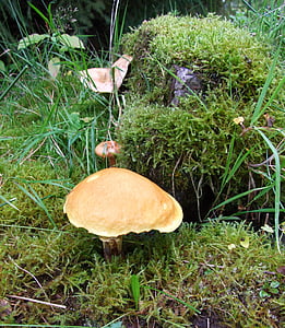 houby, na podzim, borový les, Evropa, hlemýždi, mech, vlhkost