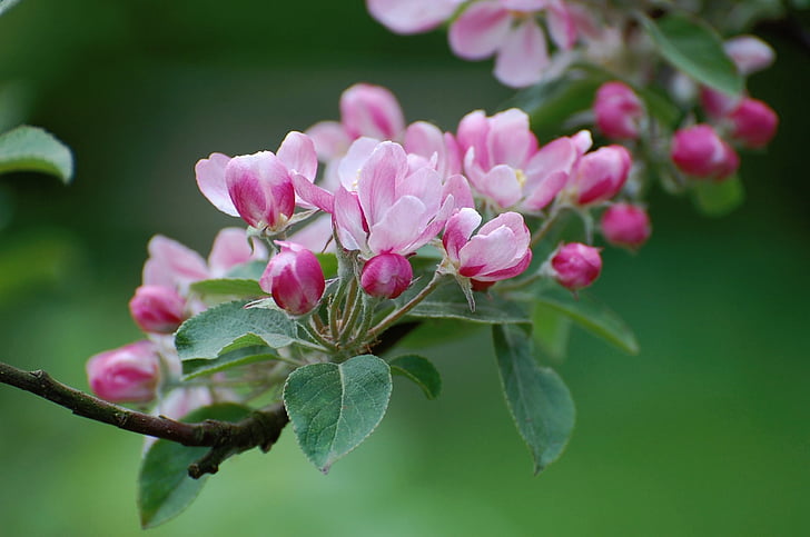 꽃, 블 룸, 애플의 꽃, 봄, 핑크, 레드, 사과 나무