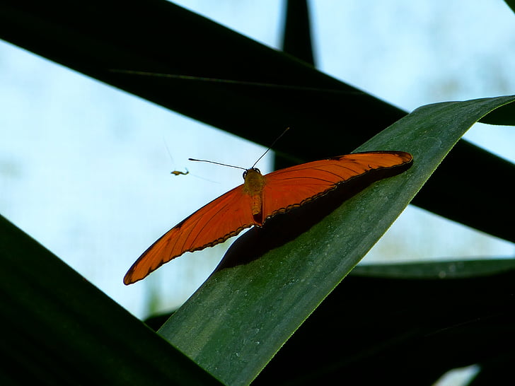 motýl, Fly, křídlo, zvíře, hmyz, Julia butterfly, Dryas julia