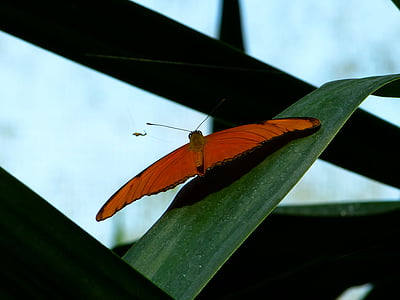 metulj, letenje, krilo, živali, insektov, Julia metulj, Dryas julia