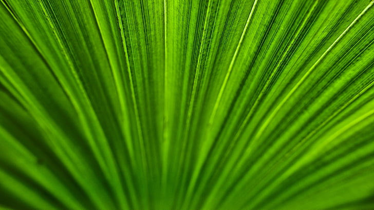 Palm, folha, estrutura, verde, textura