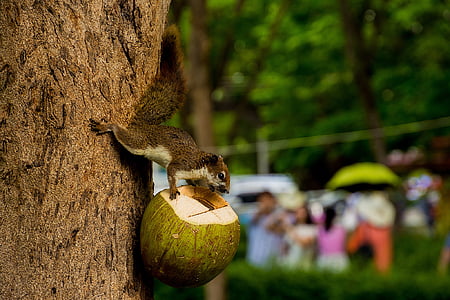 dieren, eekhoorn, houden van een kokosnoot