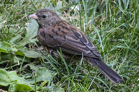 sparrow, bird, feathered, sitting, nature, wild, wildlife