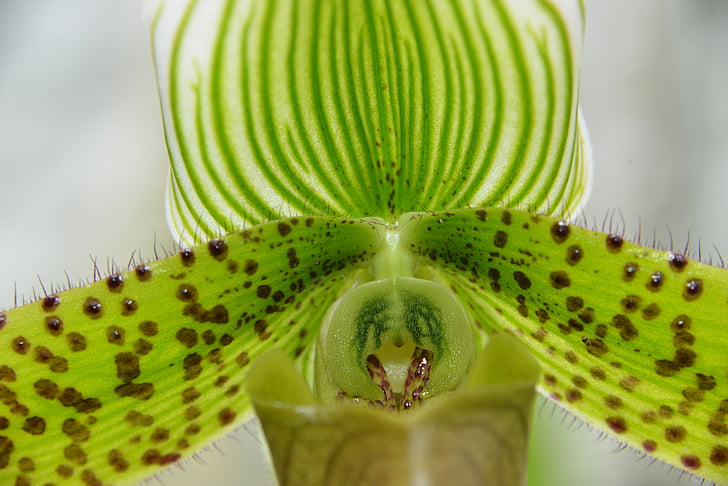 orchid, flower, macro