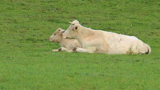 крави, животни, пасища, ливада, крава, едър рогат добитък, Селско стопанство
