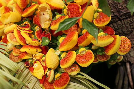 λουλούδι, Βοτανικός Κήπος, Κίτρινο, calceolaria, Γυναικεία τσάντα