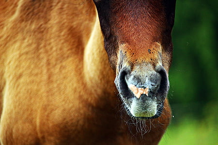 Кінь, лоша, породистих Аравійському, коричневий цвіль, кінської голови, ніздрі, tasthaare