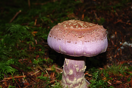 mushroom, moss, green, fungus, season, natural, wild mushroom