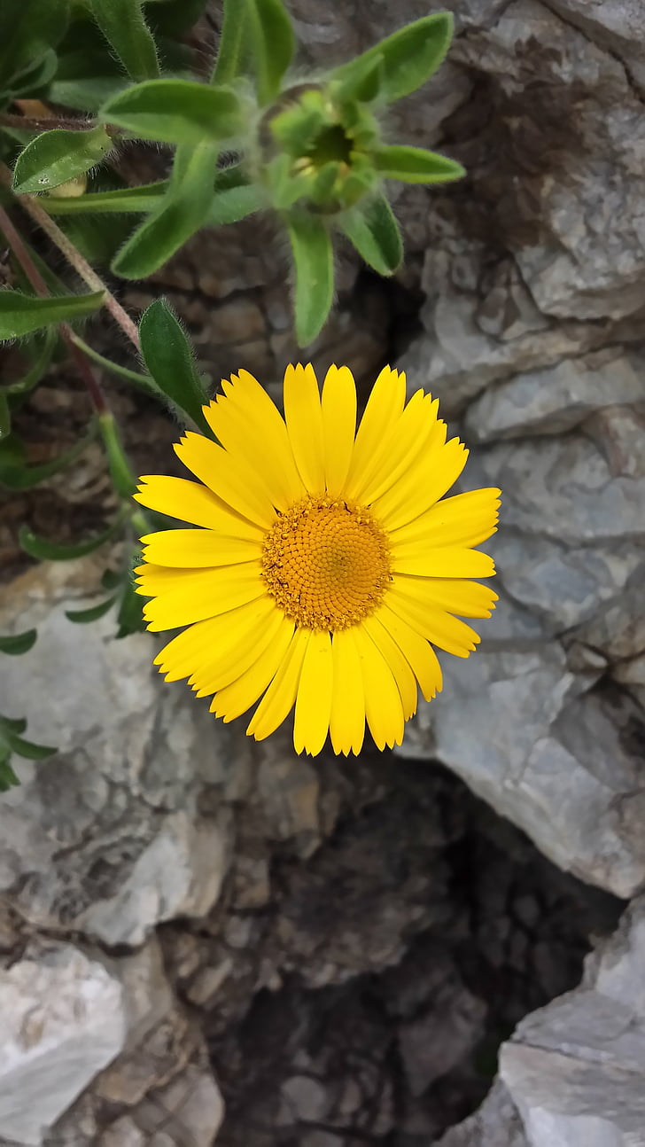 το καλοκαίρι, λουλούδι, Κίτρινο, πέτρα, άνοιξη, φύση, πέταλο