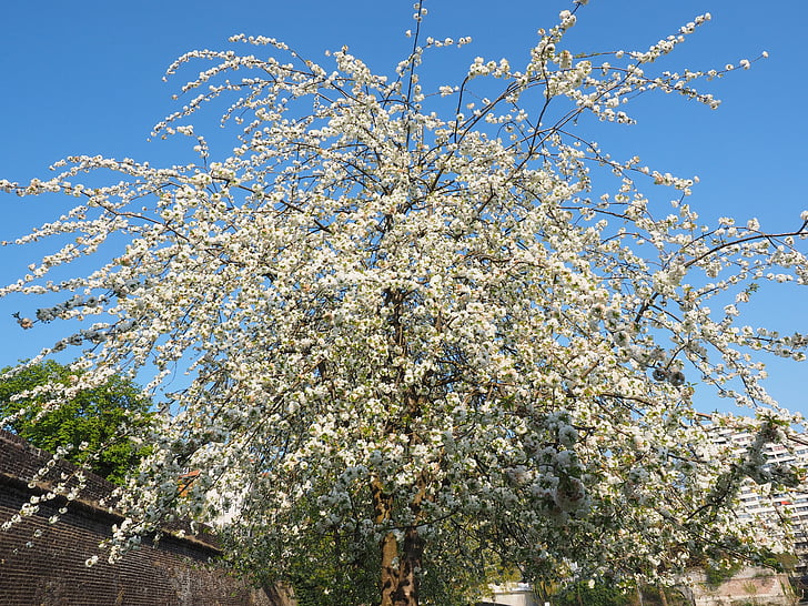 fleur de cerisier, blanc, cerise, printemps, Blossom, Bloom, fleur blanche