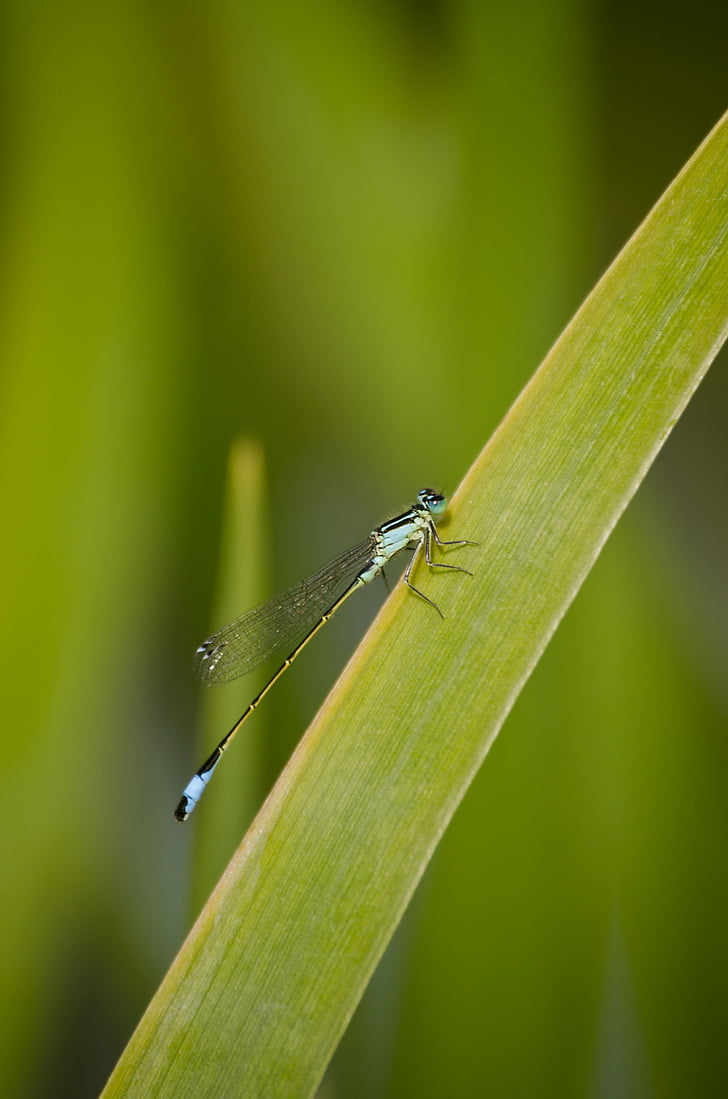 Dragonfly, græs, Reed, insekt, Wing, natur, Flight insekt