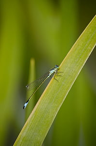 libellula, erba, Reed, insetto, ala, natura, insetto di volo