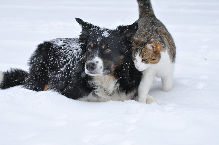 cão, gato, neve, bonito, animal de estimação, doce, Inverno