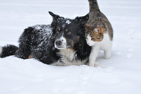 pes, mačka, sneg, srčkano, pet, ljubko, pozimi
