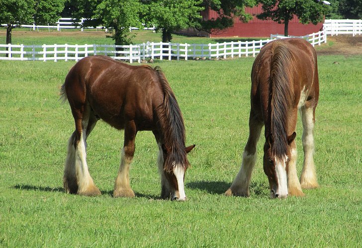 Clydesdales, heste, purebred, etårige, unge, græsning, græs