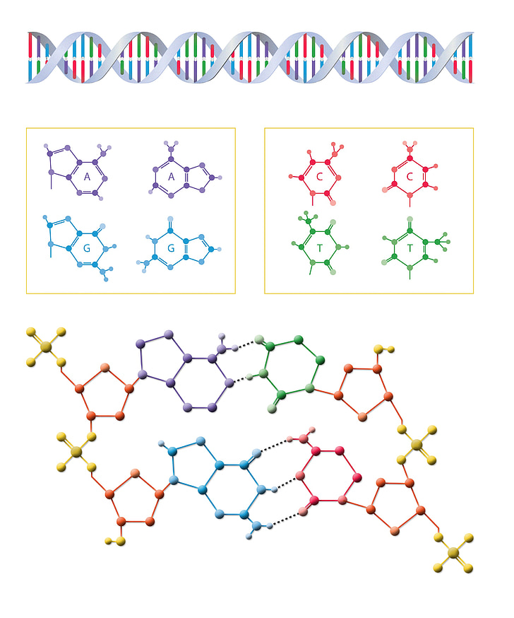 DNA, biologija, znanost, molekule, genetske, gen, medicinske