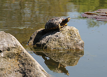 sköldpadda, vattenlevande, vattenlevande djur, vatten