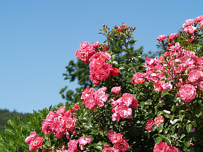Blumen, Rosen, Rest, Rosa, Natur, rosa Farbe, Blume