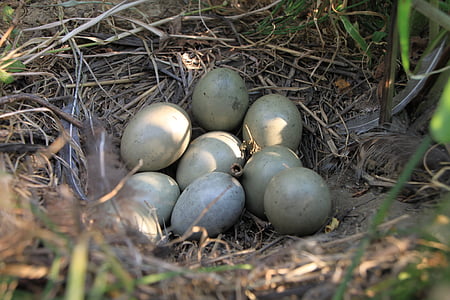 eggs, field, nest, pheasant, birds, food, drink