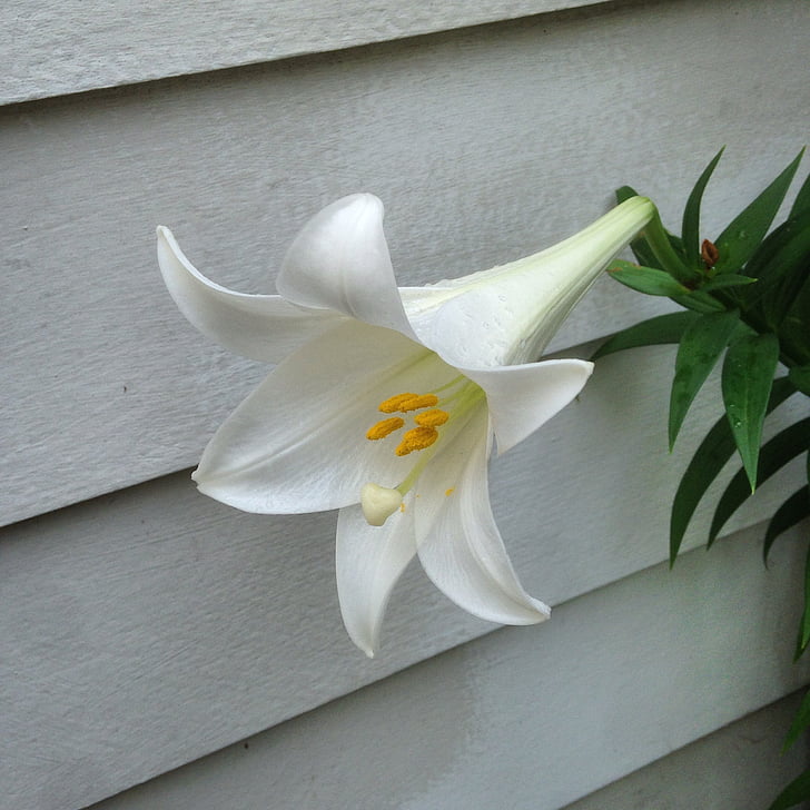 Lily, Pasen-lily, bloem, stuifmeel, Pasen, Bloom, lente